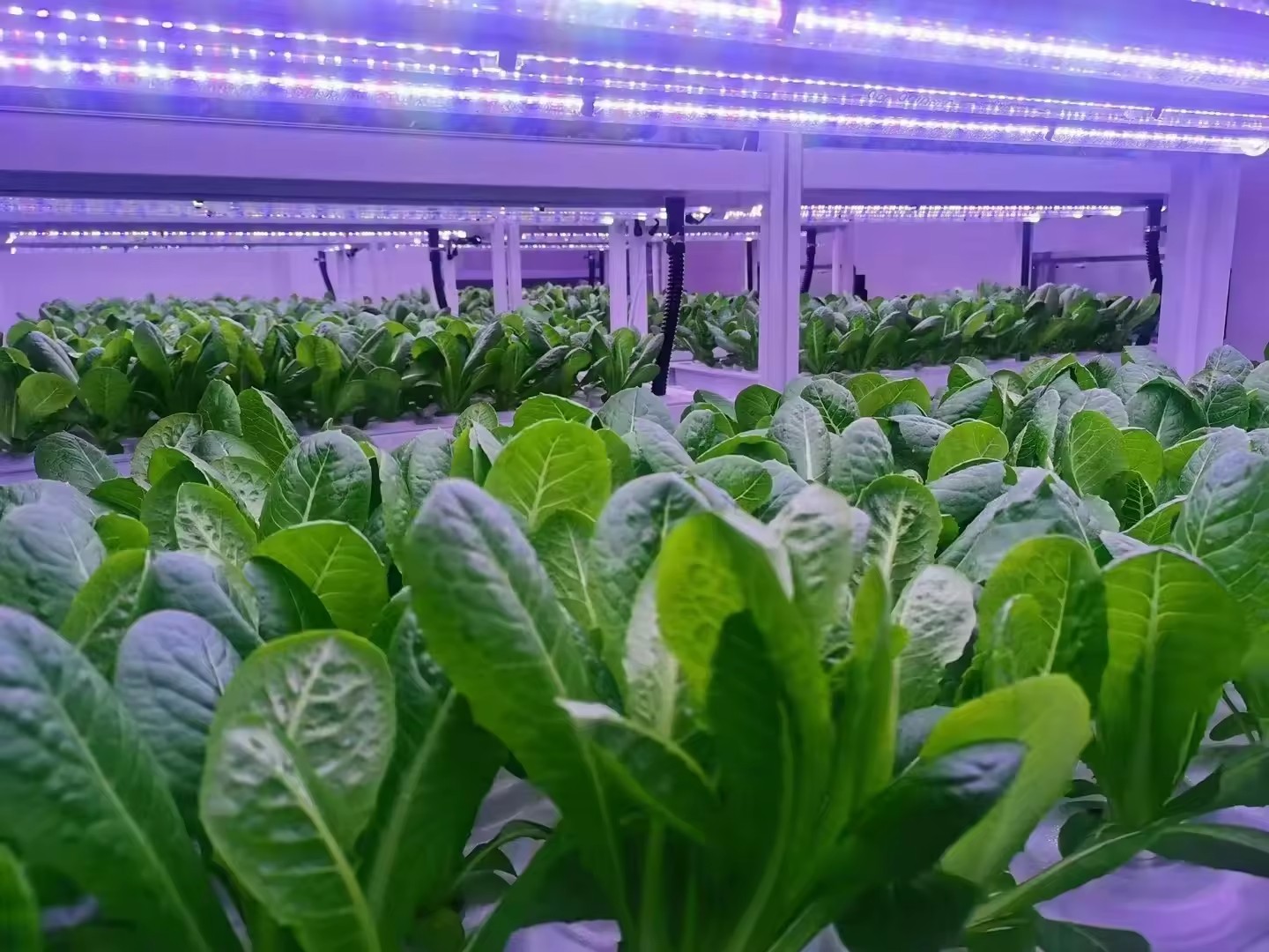 f Greenhouse Agricultural Equi - огляд і ціна Agriculture Farming Equipments