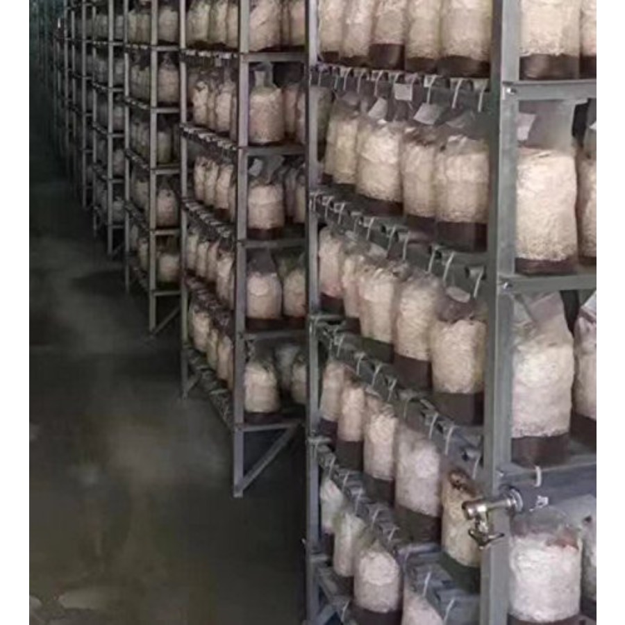 Mushroom Grow Bags XLS Extra L - огляд і ціна Mushroom Spawn Bag